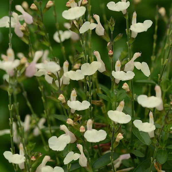 Pack x6 Salvia Greggii Mirage™ 'Cream' Perennial Garden Plug Plants New Variety!