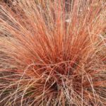 Grass Carex Buchananii Red Rooster Perennial Plug Plants Pack x6