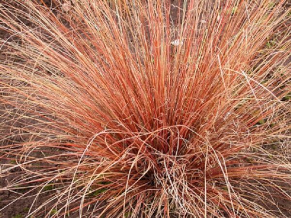 Grass Carex Buchananii Red Rooster Perennial Plug Plants Pack x6
