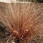Grass Carex Buchananii Red Rooster Perennial Plug Plants Pack x6