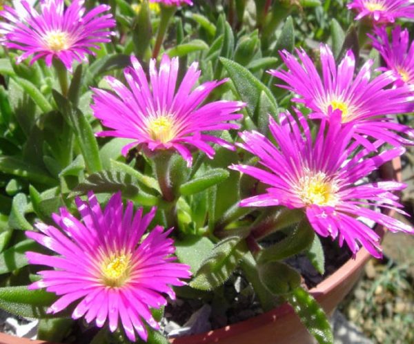 Delosperma Sutherlandii Perennial Rockery Garden Plug Plants Pack x6