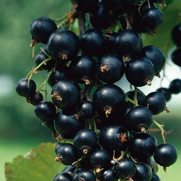 Pack x6 Ribes Nigrum Blackcurrant 'Big Ben' LARGE Plug Plants