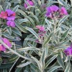 Erysimum Linifolium Variegatum Perennial Wallflower Plug Plants Pack x6