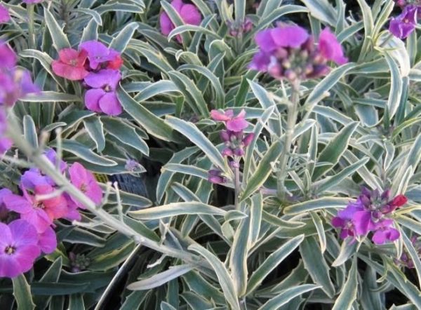 Erysimum Linifolium Variegatum Perennial Wallflower Plug Plants Pack x6