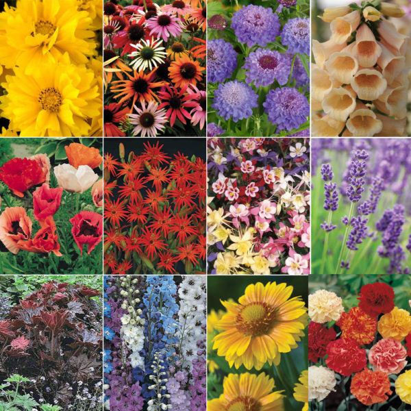 'Mixed Varieties' Garden Perennial Plug Plants Starter Pack x12