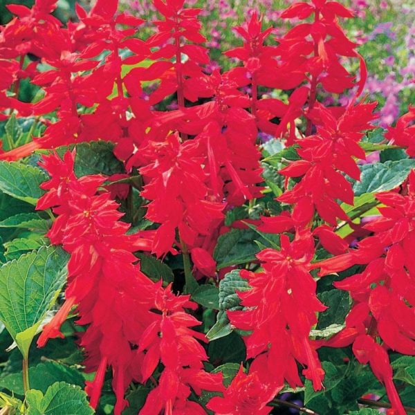 Pack Flower Seeds Salvia " Blaze Of Fire " Kings Quality Garden Seeds