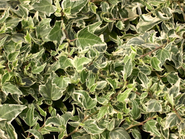 Pack x6 Hedera (Trailing Ivy) 'ESTER' Varigated Garden Perennial Plug Plants