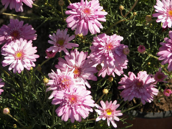 Pack x6 Double Dwarf Pink Marguerite Daisys Garden Plug Plants