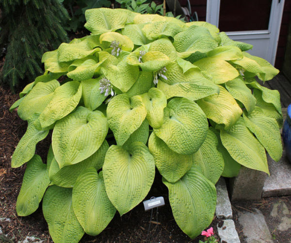 Pack x6 Hosta 'City Lights' Perennial Garden Plug Plants 'Large Plugs'
