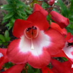 Penstemon 'King George V' Perennial Garden Plug Plants Pack x6