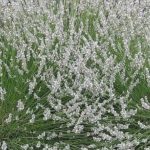 Pack x6 White Lavender Angustifolia 'Edelweiss' Perennial Flowering Plug Plants
