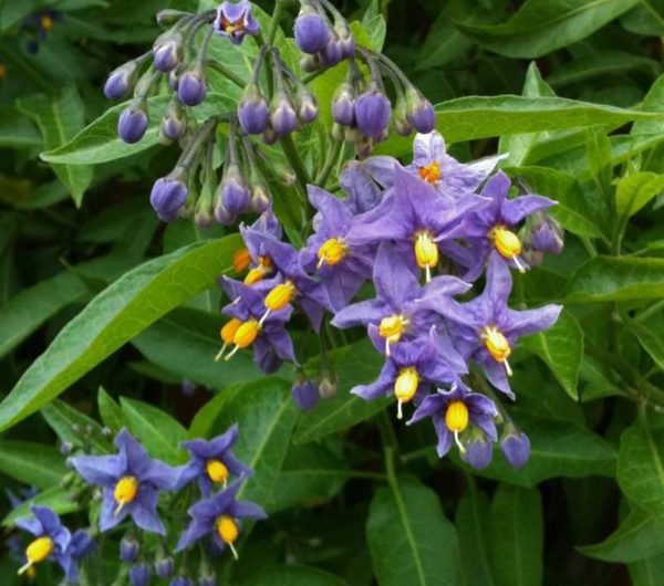 Solanum Crispum 'Glasnevin' Potato Vine Perennial Garden Plug Plants Pack x6
