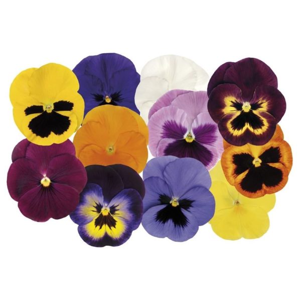 Pack Flower Seeds Pansy / Pansies 'Large Flowered Mixed' King's Garden Seed