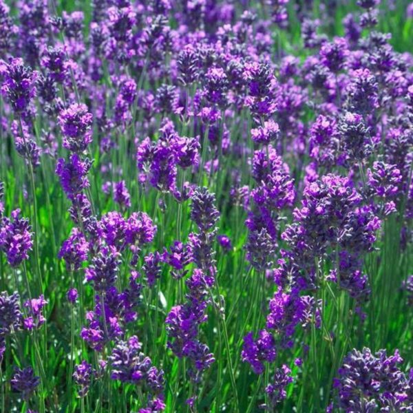 Traditional Lavender 'Vera' Perennial Flowering Plug Plants Pack x6