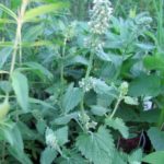 Pack Catnep 'Nepeta' Suffolk Herbs Perennial Garden Herb King's Seeds