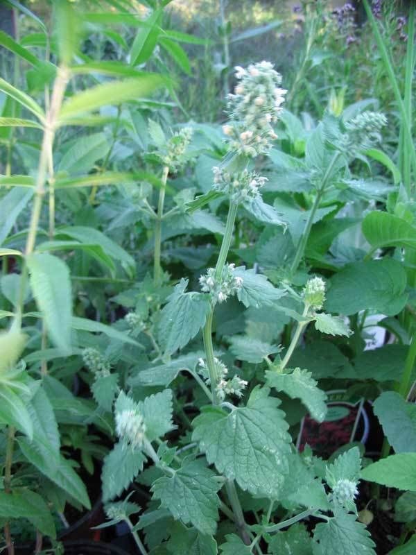 Pack Catnep 'Nepeta' Suffolk Herbs Perennial Garden Herb King's Seeds