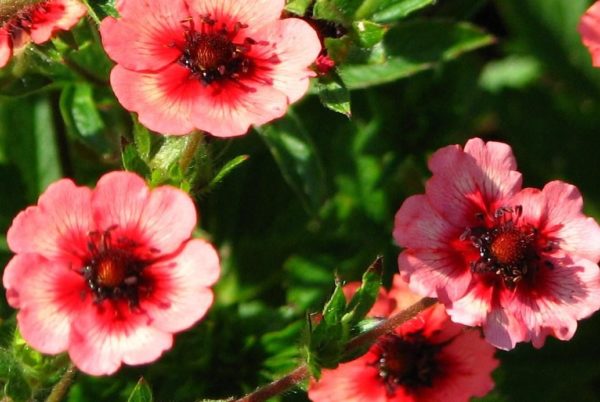 Pack x6 Potentilla Nepalensis 'Miss Willmott' Perennial Garden Plug Plants