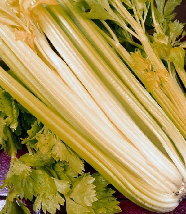 Celery Golden Self Blanching Pack Kings Vegetable Seeds