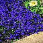 Lobelia 'Crystal Palace' Pack King's Quality Flower Seeds