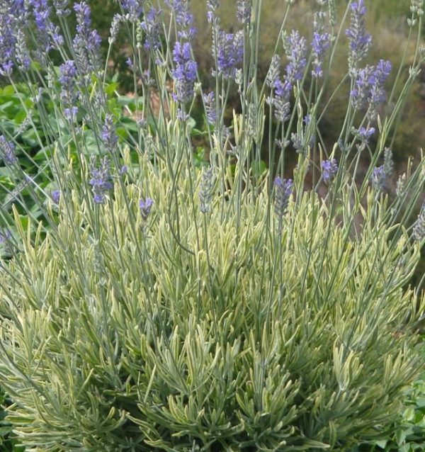 Pack x6 Varigated Lavender 'Platinum Blonde' Perennial Plug Plants NEW !!