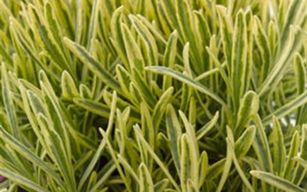 Pack x6 Varigated Lavender 'Platinum Blonde' Perennial Plug Plants NEW !!
