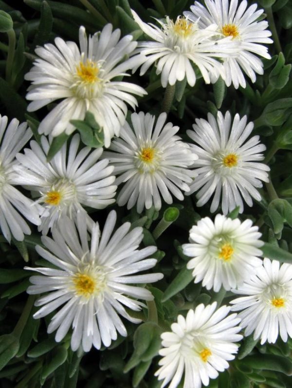 Pack x6 Delosperma Jewel of Desert 'Moonstone' Perennial Garden Plug Plants