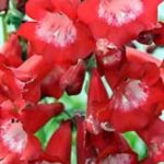 Penstemon 'King George V' Perennial Garden Plug Plants Pack x6