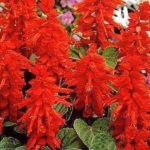Pack Flower Seeds Salvia " Blaze Of Fire " Kings Quality Garden Seeds