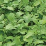 Pack Green Manures 'Mustard' King's Quality Seeds