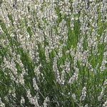 Pack x6 White Lavender Angustifolia 'Edelweiss' Perennial Flowering Plug Plants