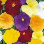 Pack Pansy Seed 'Clear Crystals Mixed' Kings Flower Seeds