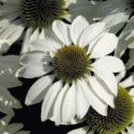Echinacea "White Swan" Primadonna Pack Kings Flower Seeds Perennial