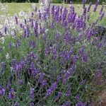 Traditional Lavender 'Vera' Perennial Flowering Plug Plants Pack x6