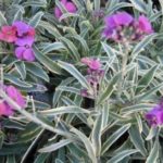 Erysimum Linifolium Variegatum Perennial Wallflower Plug Plants Pack x6