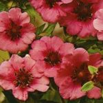 Pack x6 Potentilla Nepalensis 'Miss Willmott' Perennial Garden Plug Plants