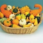 Pack Kings Seed Gourd 'Ornamental Mixture' Flower Seeds