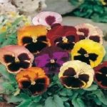 Pack Flower Seeds Pansy / Pansies 'Large Flowered Mixed' King's Garden Seed