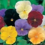 Pack Pansy Seed 'Clear Crystals Mixed' Kings Flower Seeds