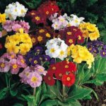 Pack Primula Polyanthus 'Pacific Giants' F1 Large Flowered Mix Flower Seeds