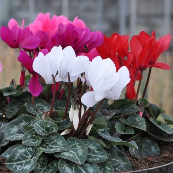 Mini Cyclamen 'Mini Winter Mix F1' Plug Plants Pack x6