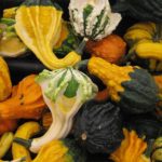 Pack Kings Seed Gourd 'Ornamental Mixture' Flower Seeds