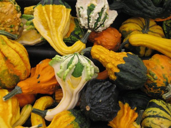 Pack Kings Seed Gourd 'Ornamental Mixture' Flower Seeds