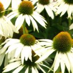 Echinacea "White Swan" Primadonna Pack Kings Flower Seeds Perennial