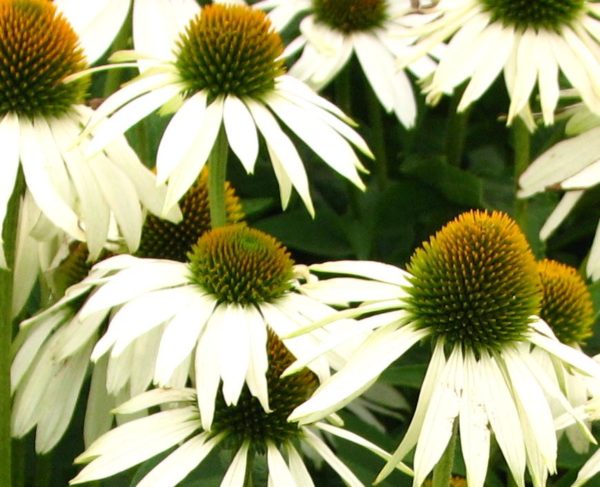 Echinacea "White Swan" Primadonna Pack Kings Flower Seeds Perennial