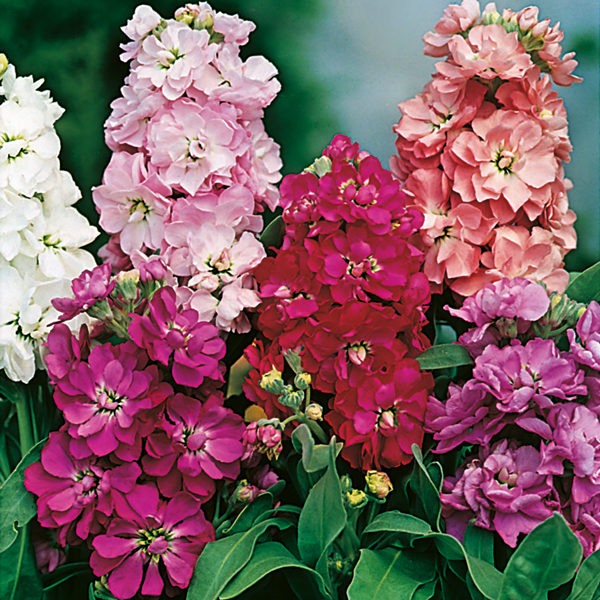 Pack Kings Seed Stock Brompton 'Mixed' Quality Flower Seeds Bi-Annual