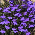 Lobelia 'Crystal Palace' Pack King's Quality Flower Seeds