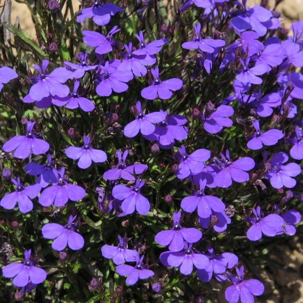 Lobelia 'Crystal Palace' Pack King's Quality Flower Seeds