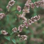 Pack Catnep 'Nepeta' Suffolk Herbs Perennial Garden Herb King's Seeds