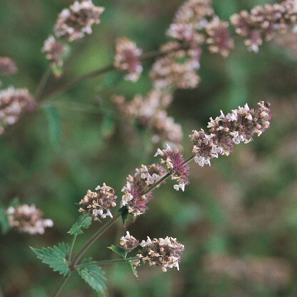 Pack Catnep 'Nepeta' Suffolk Herbs Perennial Garden Herb King's Seeds