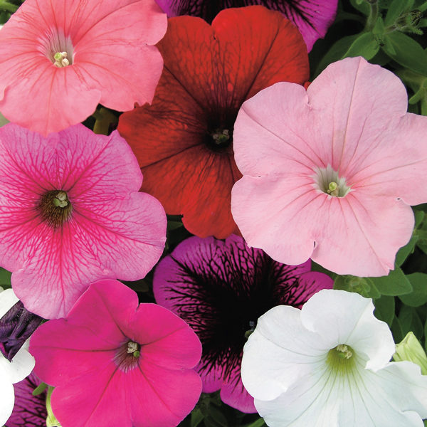 New Pack Kings Seed Petunia 'Carnival Mixed' F2 Quality Flower Seeds